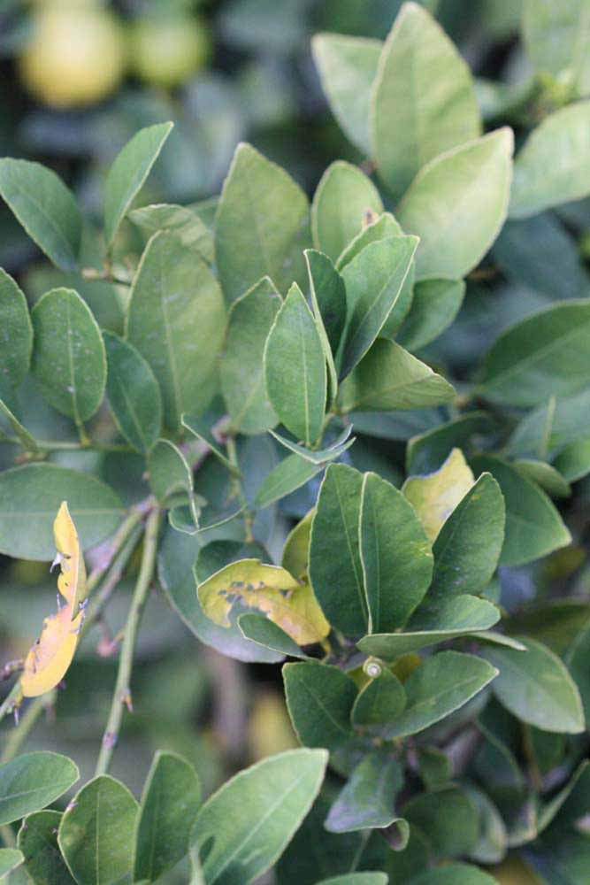            Sun leaves (Stow #7, Riverside, CA)   